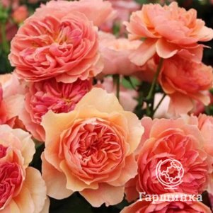 

Роза Каориказали, Воронежский питомник роз