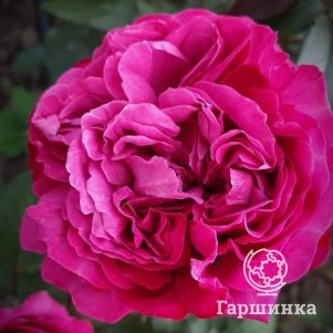 

Роза Икея, Воронежский питомник роз