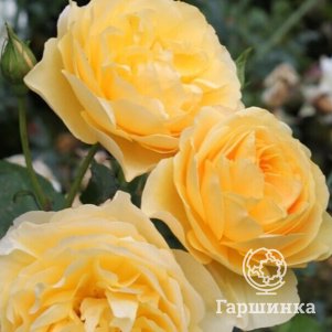 

Роза Грэхам Томас, Воронежский питомник роз