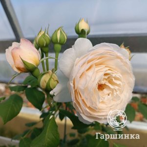 

Роза Клэр Остин, Воронежский питомник роз
