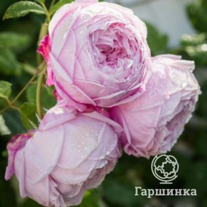 

Роза Спирит оф Фридом, Воронежский питомник роз