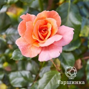Роза Доктор Джо флорибунда