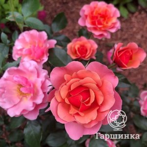

Роза Жан Кокто флорибунда