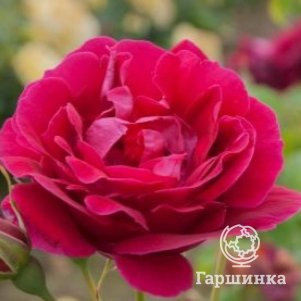 

Роза Кутберт Гранд канадская, Питомник Розы Фокино