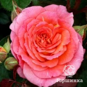 

Роза Мами Дитьер шраб