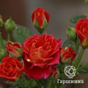 Роза Чили Клементина флорибунда, Питомник Розы Фокино