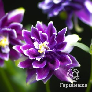 Аквилегия Криста Барлоу