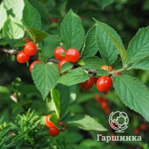 Вишня войлочная Натали