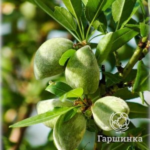

Миндаль Никитский