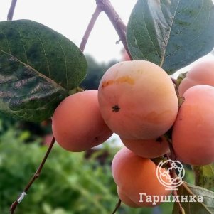 

Хурма Россиянка