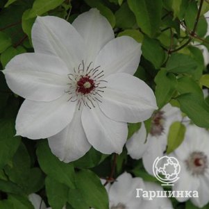 

Клематис Генри крупноцветковый (2)