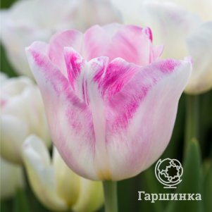 

Тюльпан Инфинити Триумф 5 шт