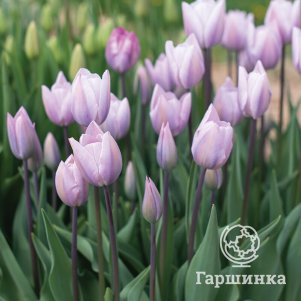 

Тюльпан Сильвер Клауд Триумф 5 шт
