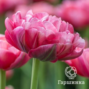 

Тюльпан Веддинг Гифт махровый поздний 3 шт