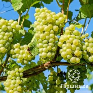 

Виноград Русбол мягкосемянный ранний