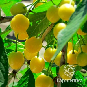 Черешня Золотая желтая