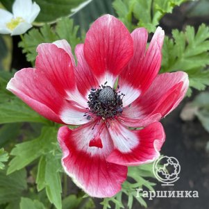 

Анемона (Ветреница) Голландия 1 шт