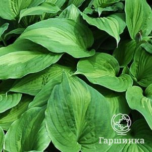 

Хоста Элизабет Кемпбелл (ML)