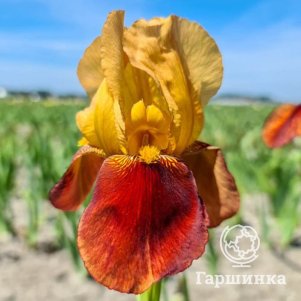 

Ирис бородатый Калигула