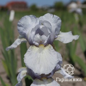 

Ирис бородатый Нордик Кристал