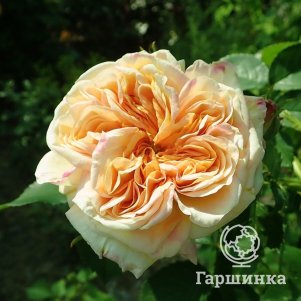 

Роза Алкимист, Питомник роз