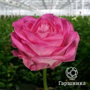 

Роза Кэнди Аваланш, Питомник роз