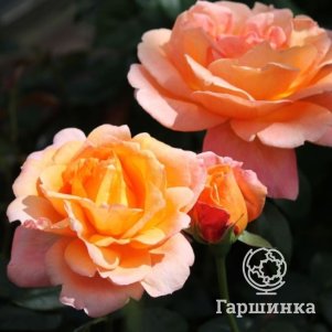 Роза Черри Бренди
