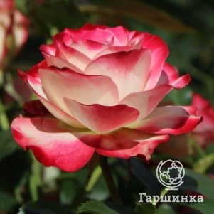 

Роза Жюбиле дю Принс де Монако, Питомник роз