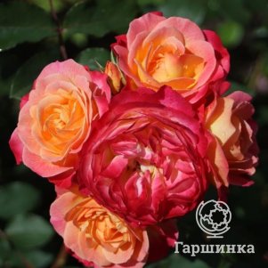 

Роза Тукан