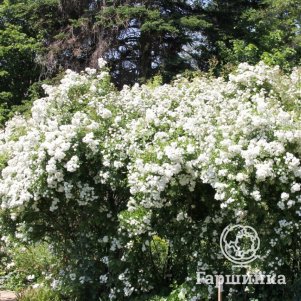 Роза Гирлянд де Амур Роуз мускусная, Ленс