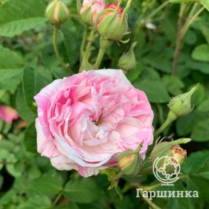 

Роза Центифолия Вариегата