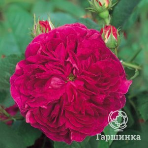 

Роза Шарль де Миллс