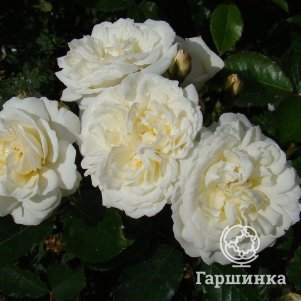 

Роза Просперити
