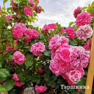 

Роза Катр Сезон