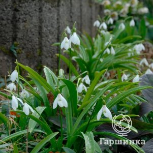 

Подснежник Воронова 5 шт