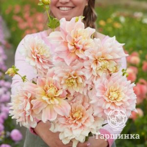 

Георгина Брейк Аут (МАКСИ)