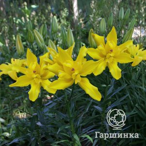 

Лилия Томос азиатская махровая