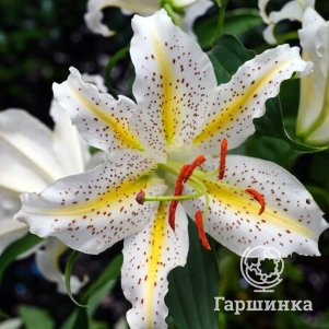 

Лилия Ауратум восточная горшечная
