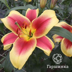 

Лилия Флавия
