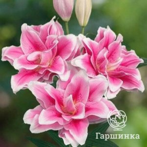

Лилия Микаэла восточная розовидная