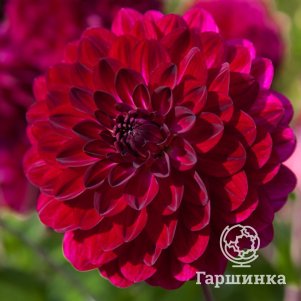

Георгина Блю Берд