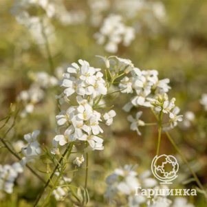 

Арабис Фердинанда-Кобургского Олд Голд