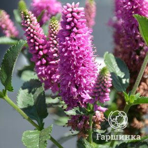 

Вероника длиннолистная Роника Фуксия
