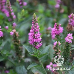

Вероника длиннолистная Роника Фуксия