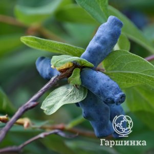 

Жимолость Петр Первый