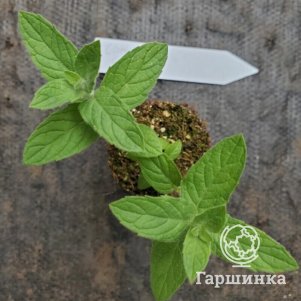 Мята Сладкая Вата
