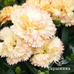 

Гвоздика Колорес Оро