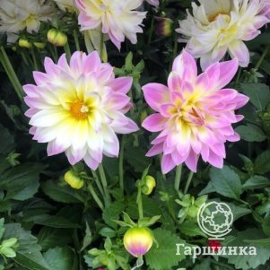 Георгина Лабелла Маджоре Фан Пастель