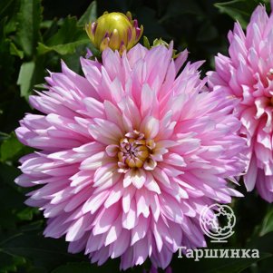 

Георгина Веракруз