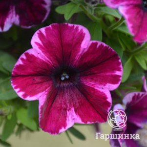 

Петуния вегетативная Крейзитуния Ультра Виолет